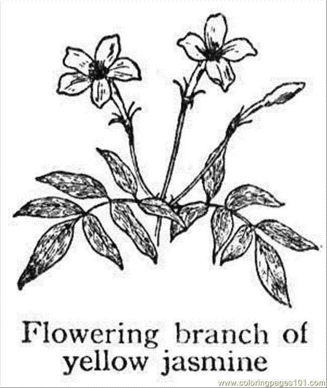 Jasmine Flower Coloring Pages - Coloring Home