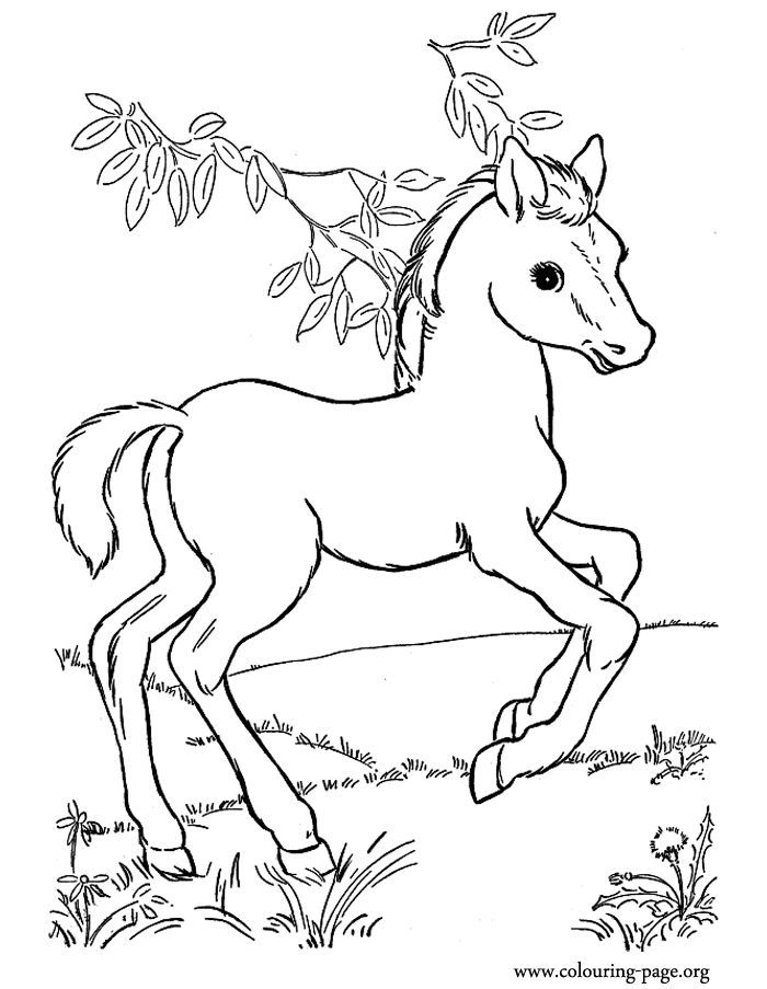 Baby Horse Coloring Page Free See the category to find more ...