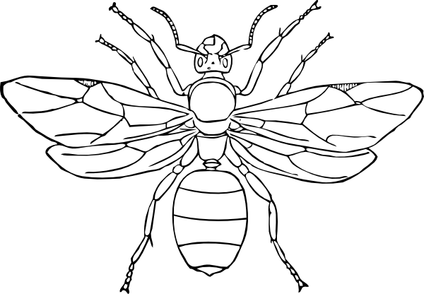Insect wasp coloring page Insect coloring pages | Ashla.abimillepattes.com