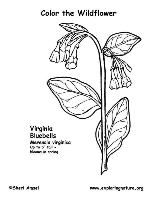Bluebells (Virginia) Coloring Page