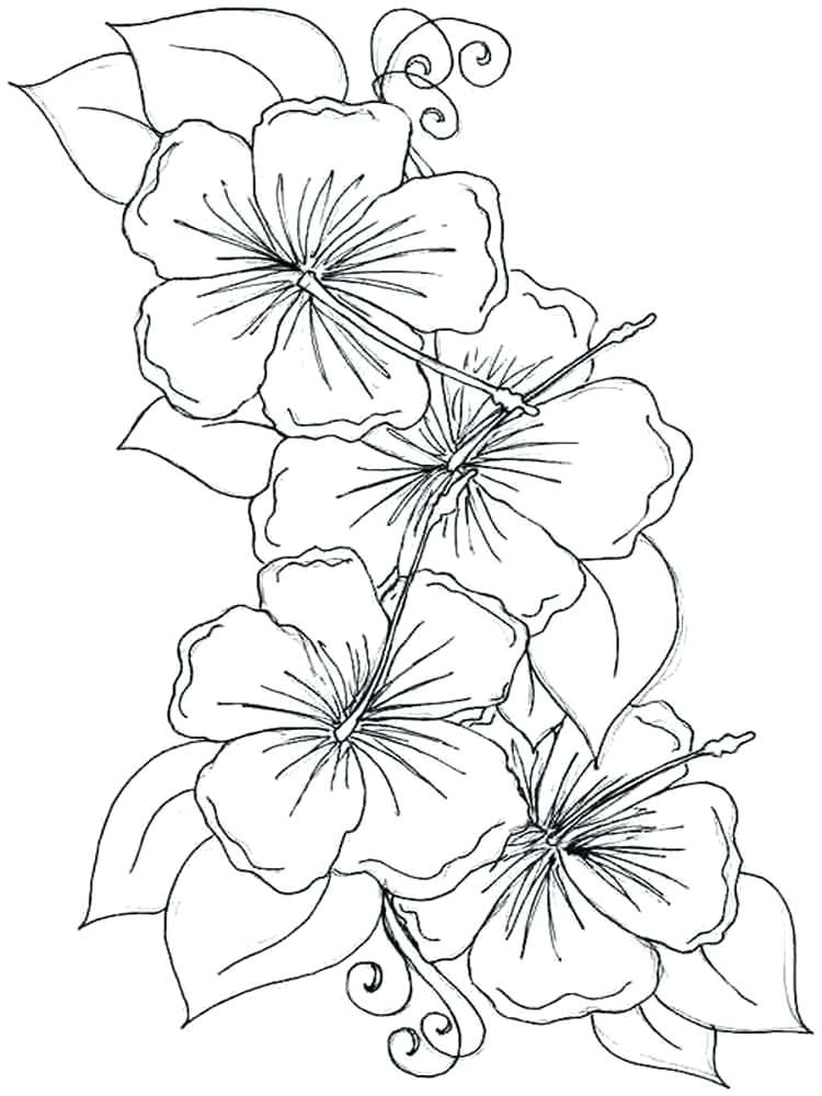 Violet Coloring Pages - Coloring Home