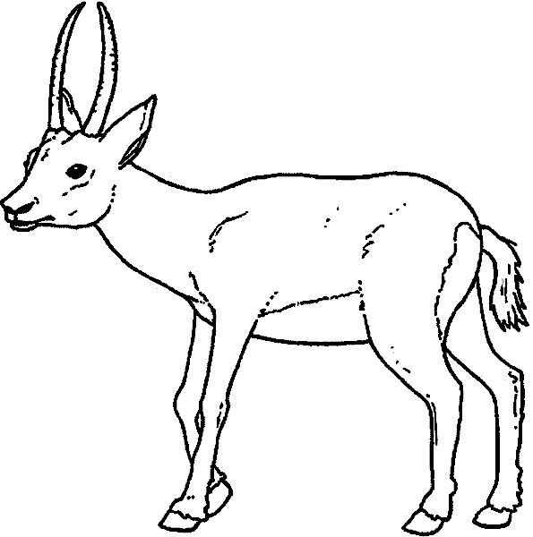 gazelle-coloring-pages-coloring-home
