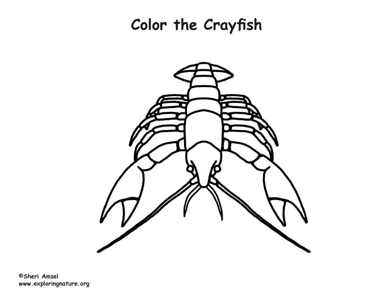 Cute Crayfish Coloring Page