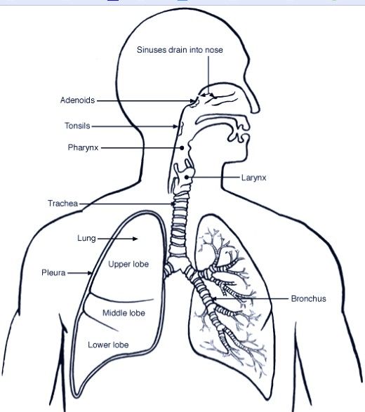 Human Anatomy Pictures - Page 138 of 219 - Human Anatomy Diagram ...