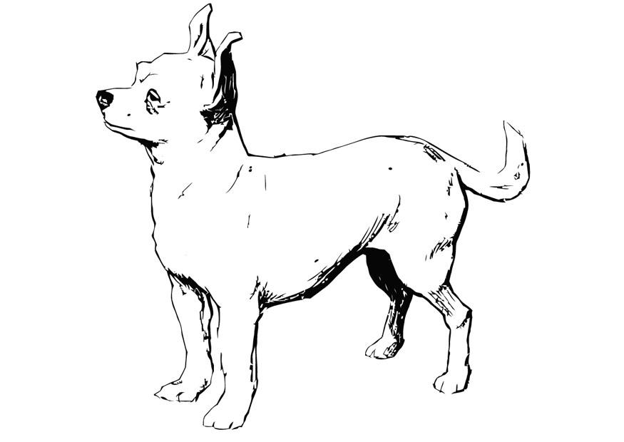 Coloring page dog - chihuahua - img 13704.