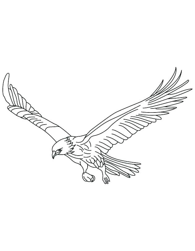 Falcon Images: Peregrine Falcon Coloring Page