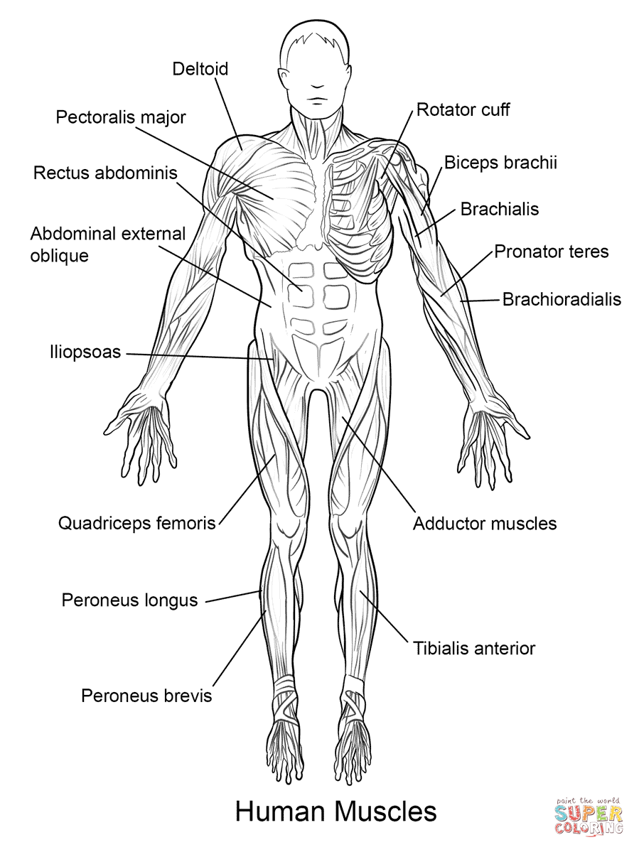 Human Muscles Front View coloring page | Free Printable ...