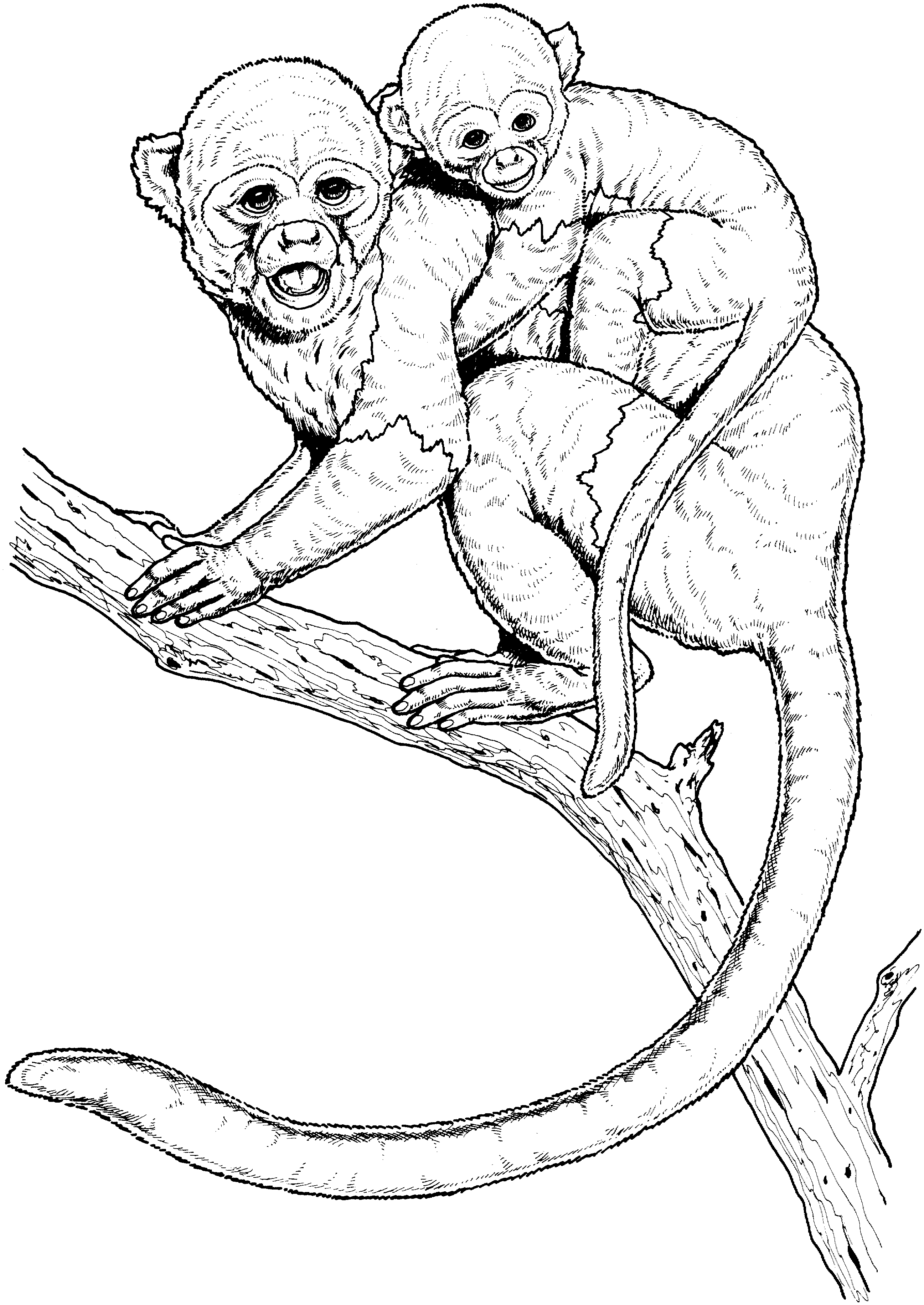 Realistic Monkey Coloring Pages   Coloring Home