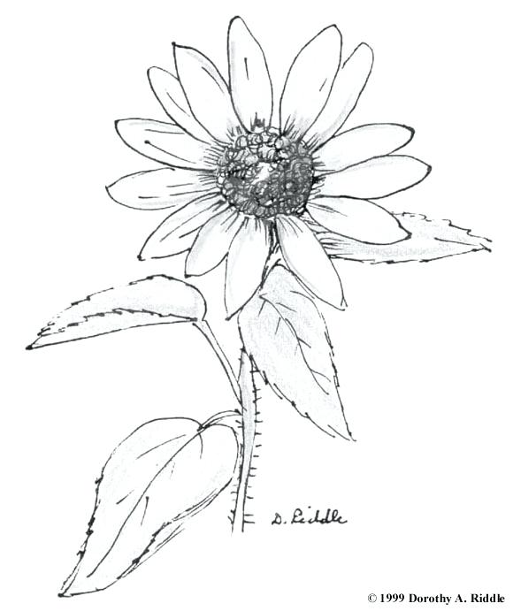 The best free Wildflower drawing images. Download from 127 ...