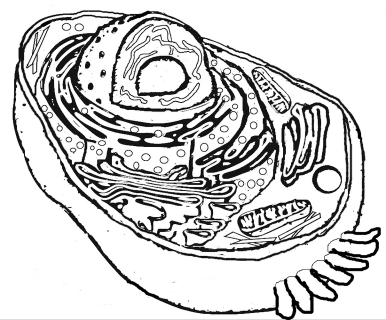 Animal And Plant Cell Coloring Pages - Coloring Home