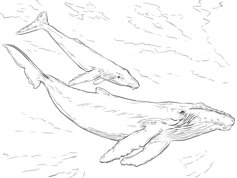 Humpback Whales coloring page | Free Printable Coloring Pages