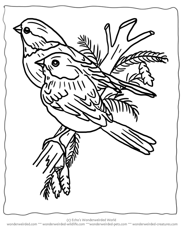 winter birds Colouring Pages