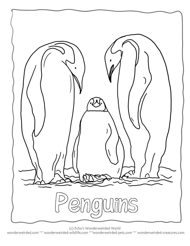 Free Printable Penguin Coloring Pages, Echo's Free Penguin 