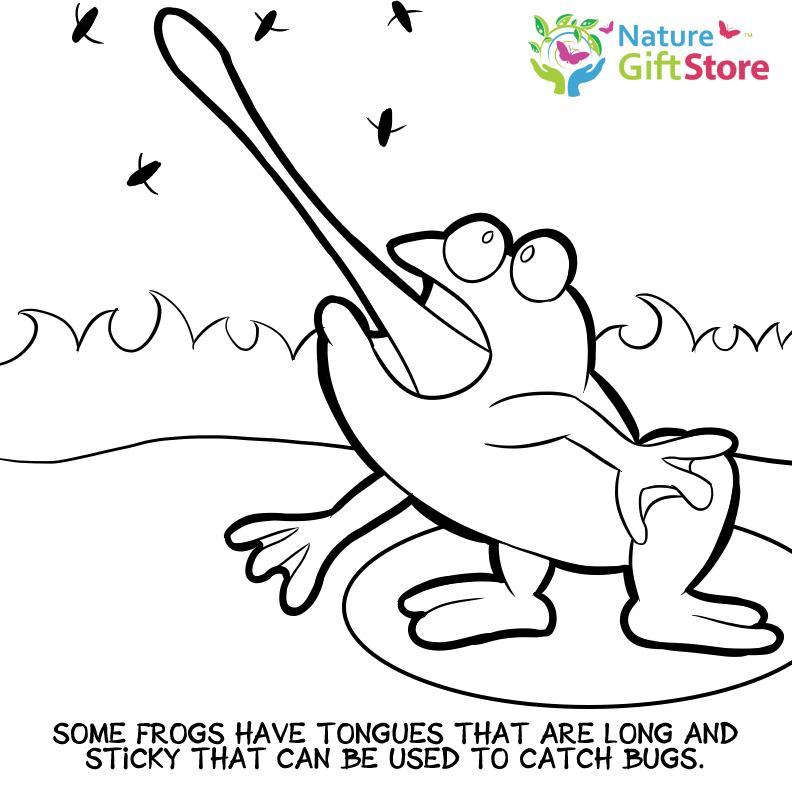 Printable Coloring Pages - Nature Gift Store