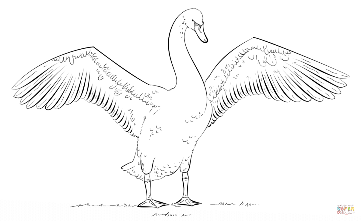Download Swans Coloring Pages Coloring Home