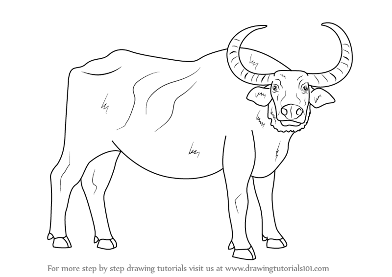 Learn How to Draw a Water Buffalo (Farm Animals) Step by Step ...
