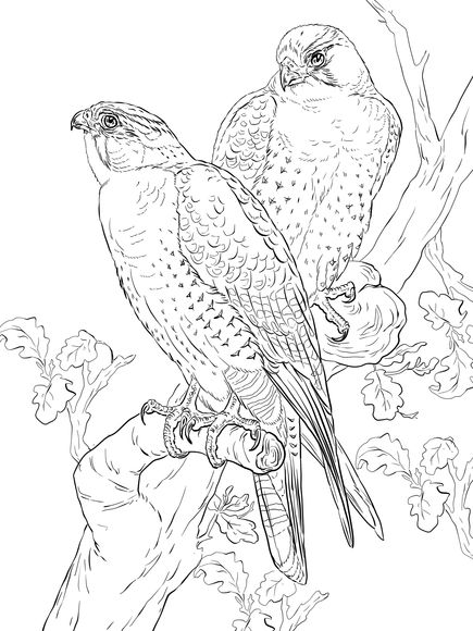 Falcões-peregrinos - Desenhos para Colorir e Imprimir | Falcon drawing,  Bird coloring pages, Bird drawings
