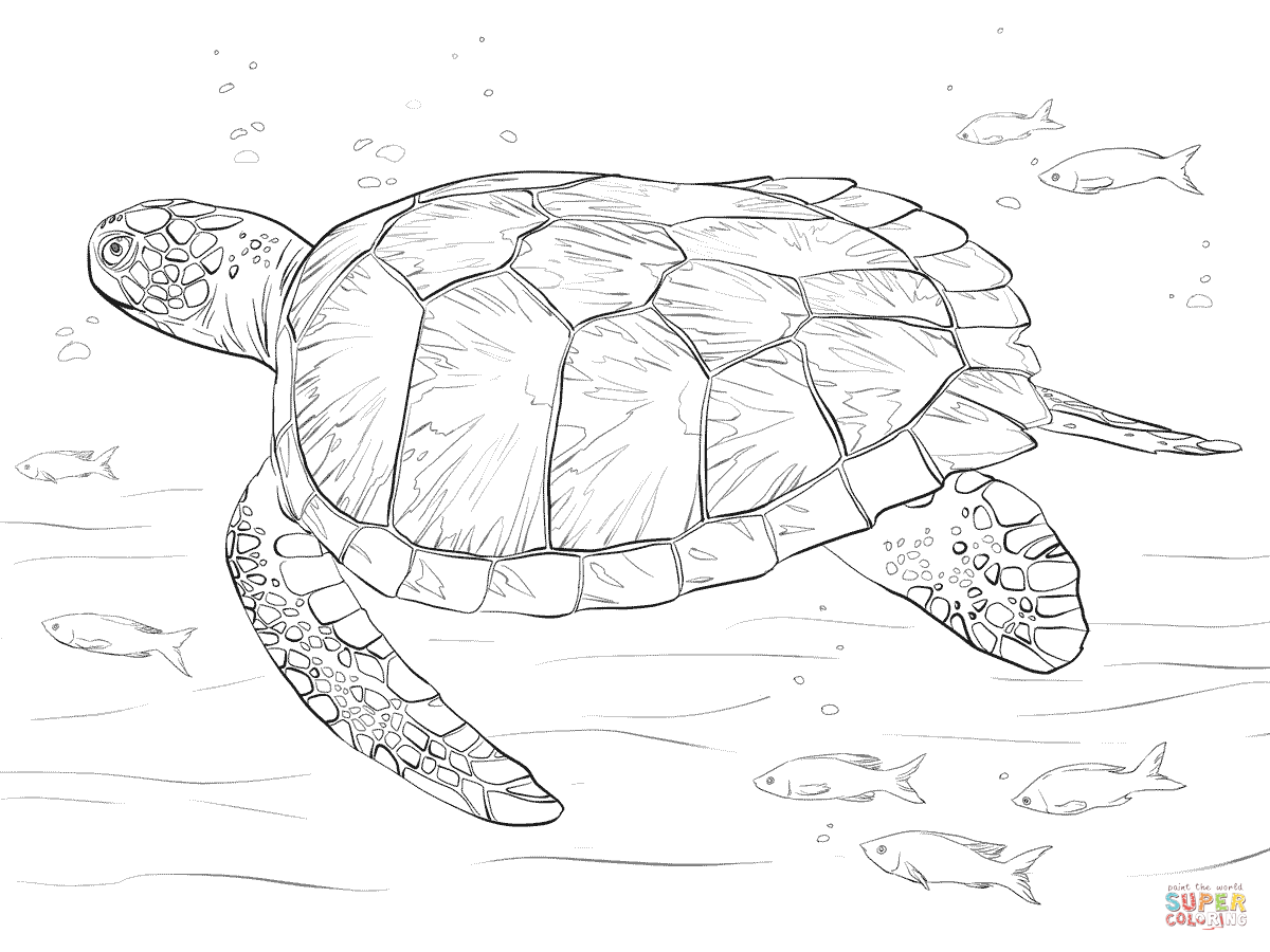 Baby Sea Turtle Coloring Pages - Colorine.net | #26424