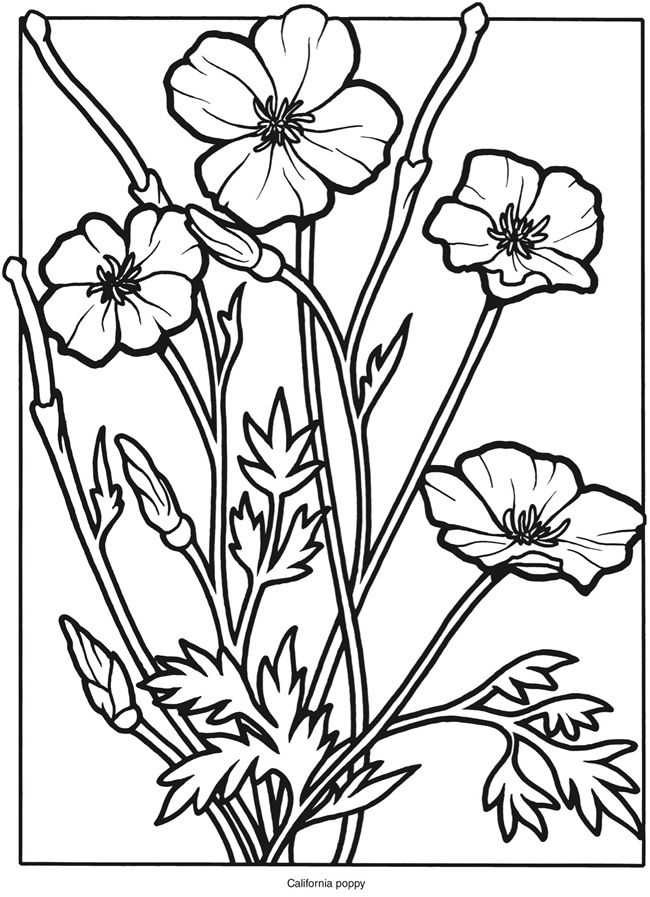 Welcome to Dover Publications: Creative Haven Wildflowers ...