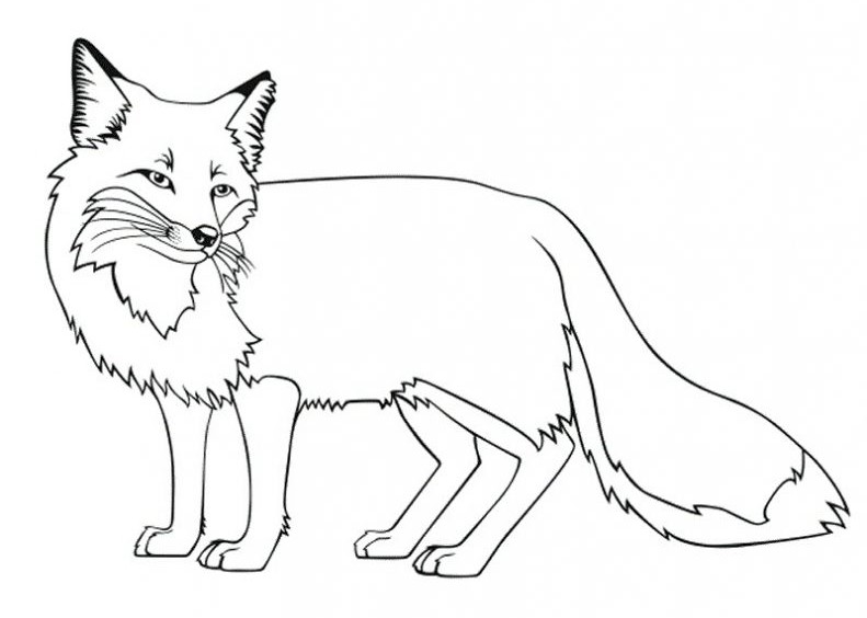 Fox Coloring Pages Coloring.rocks! - Coloring Home