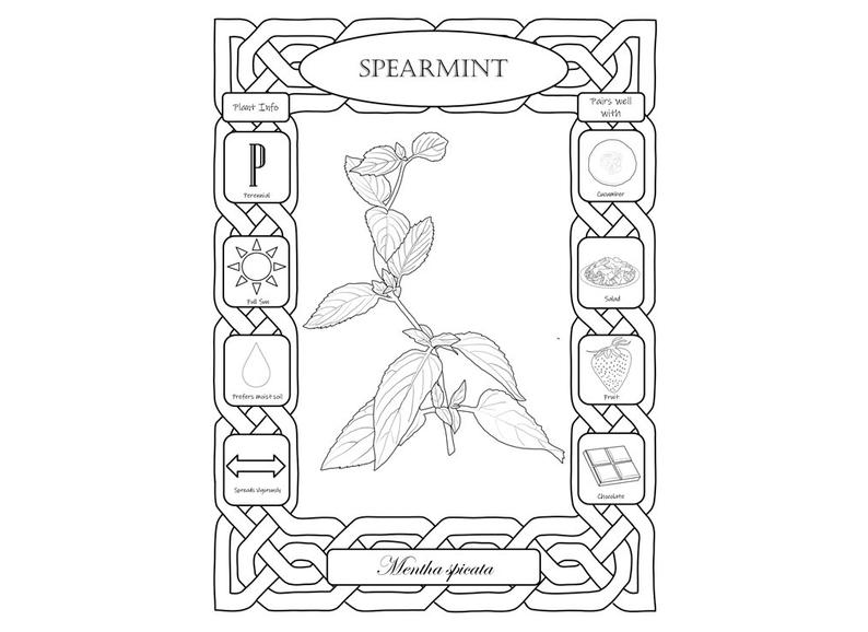 Quick Reference Culinary Herbal Coloring Pages-Spearmint | Etsy