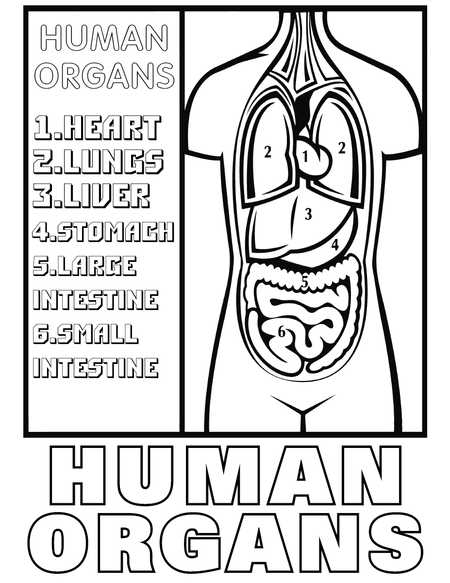 Human Organs Coloring Page. Coloring Page To Download And Print ...