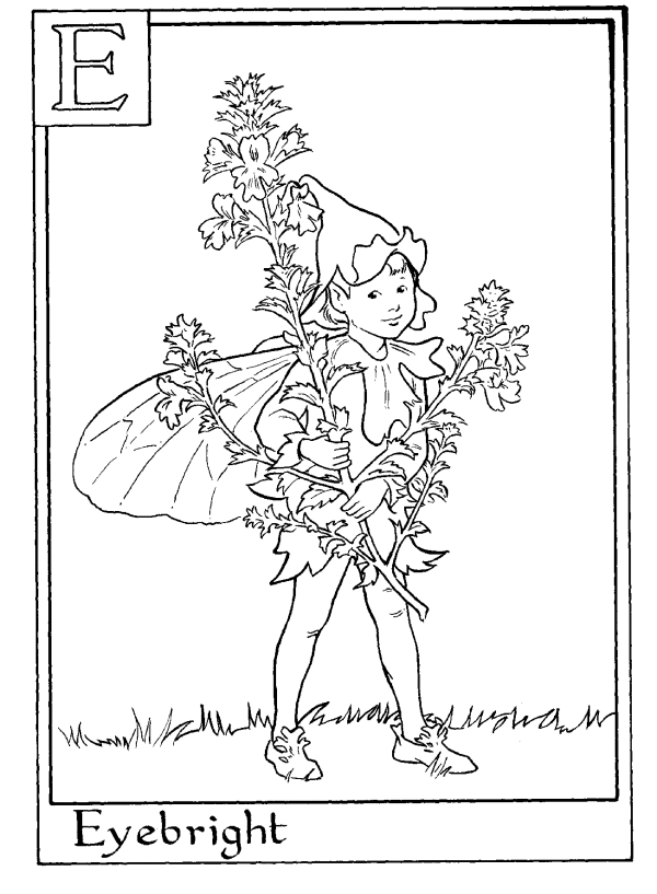 Letter E For Eyebright Flower Fairy Coloring Page - Alphabet ...