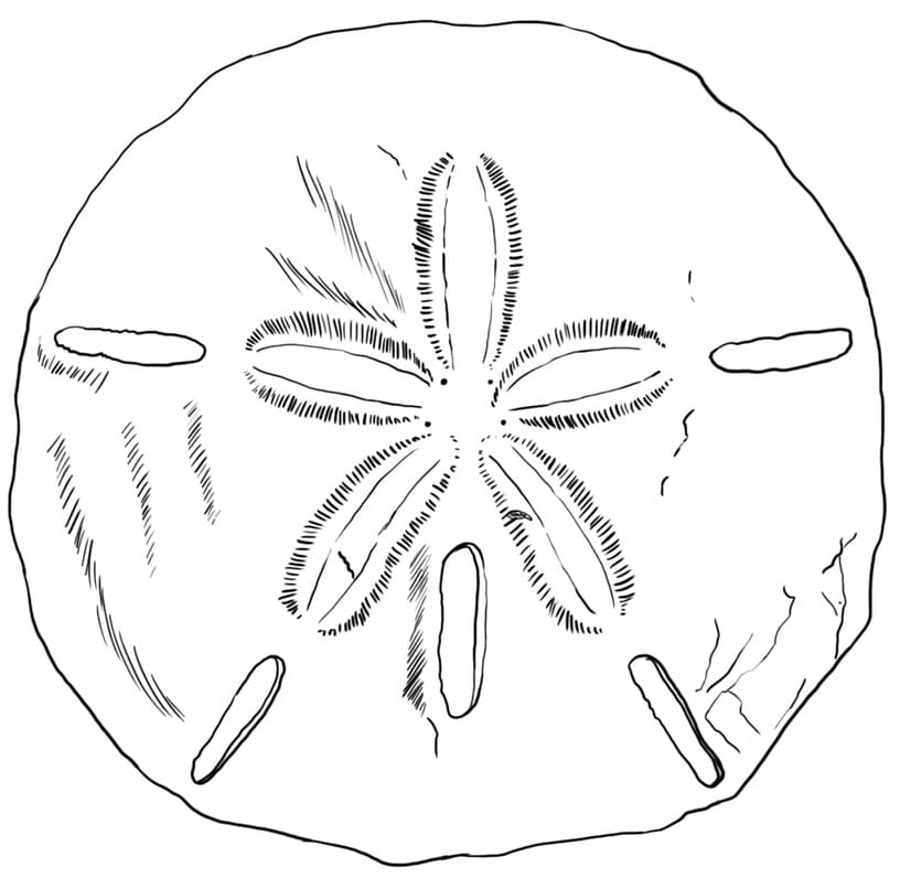Sand Dollar 11 Coloring Page - Free Printable Coloring Pages for Kids