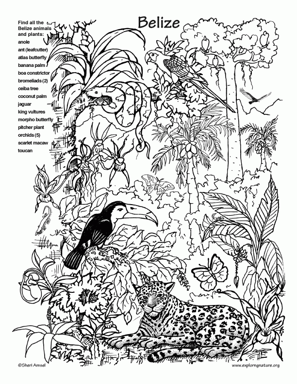 12 Pics Of Rainforest Coloring Pages For Kids - Rainforest Animals