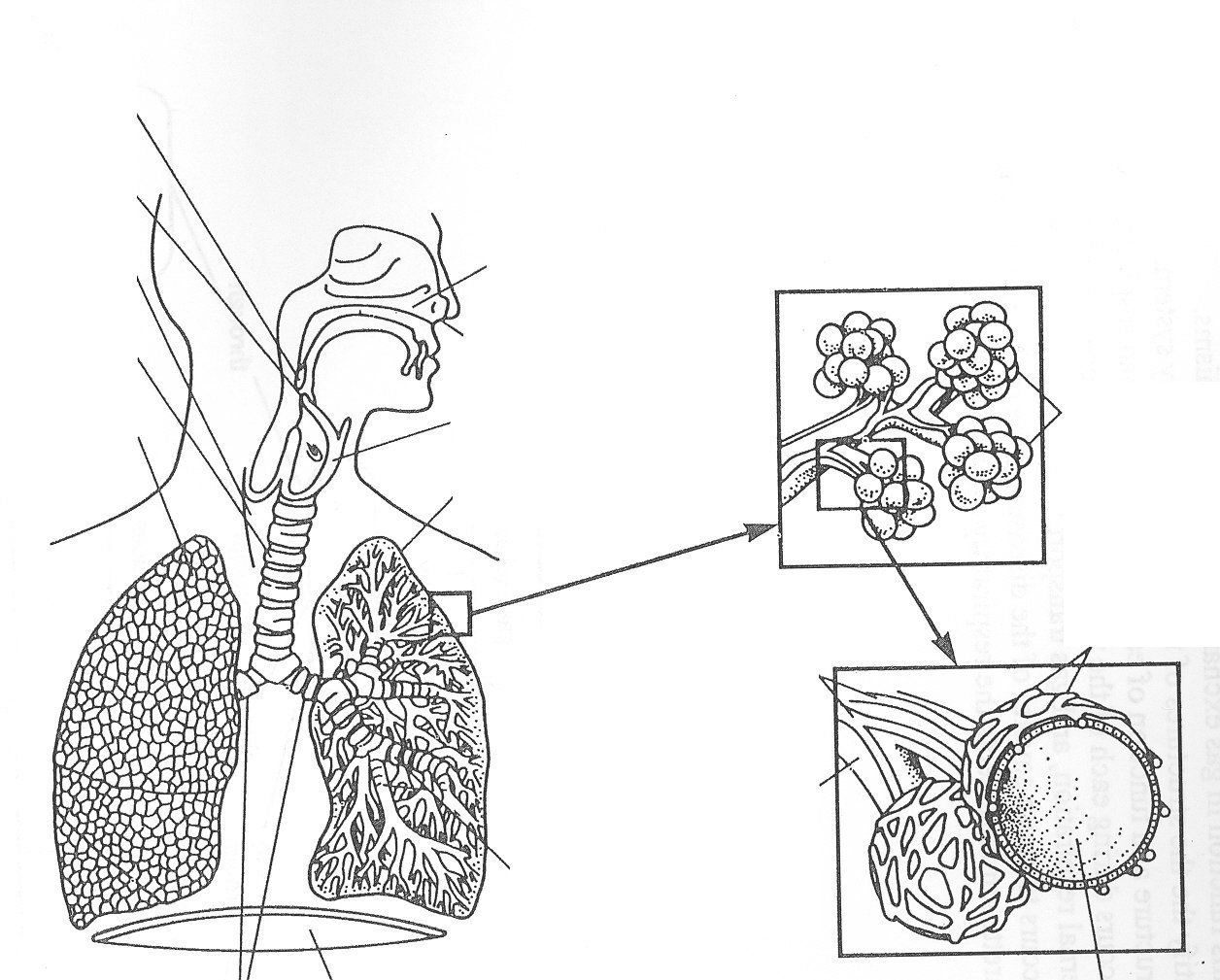 Respiratory System Picture White And Black - Human Anatomy Diagram