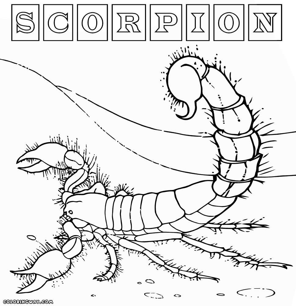 Scorpion Coloring Pages Free Printable Scorpion Color - vrogue.co