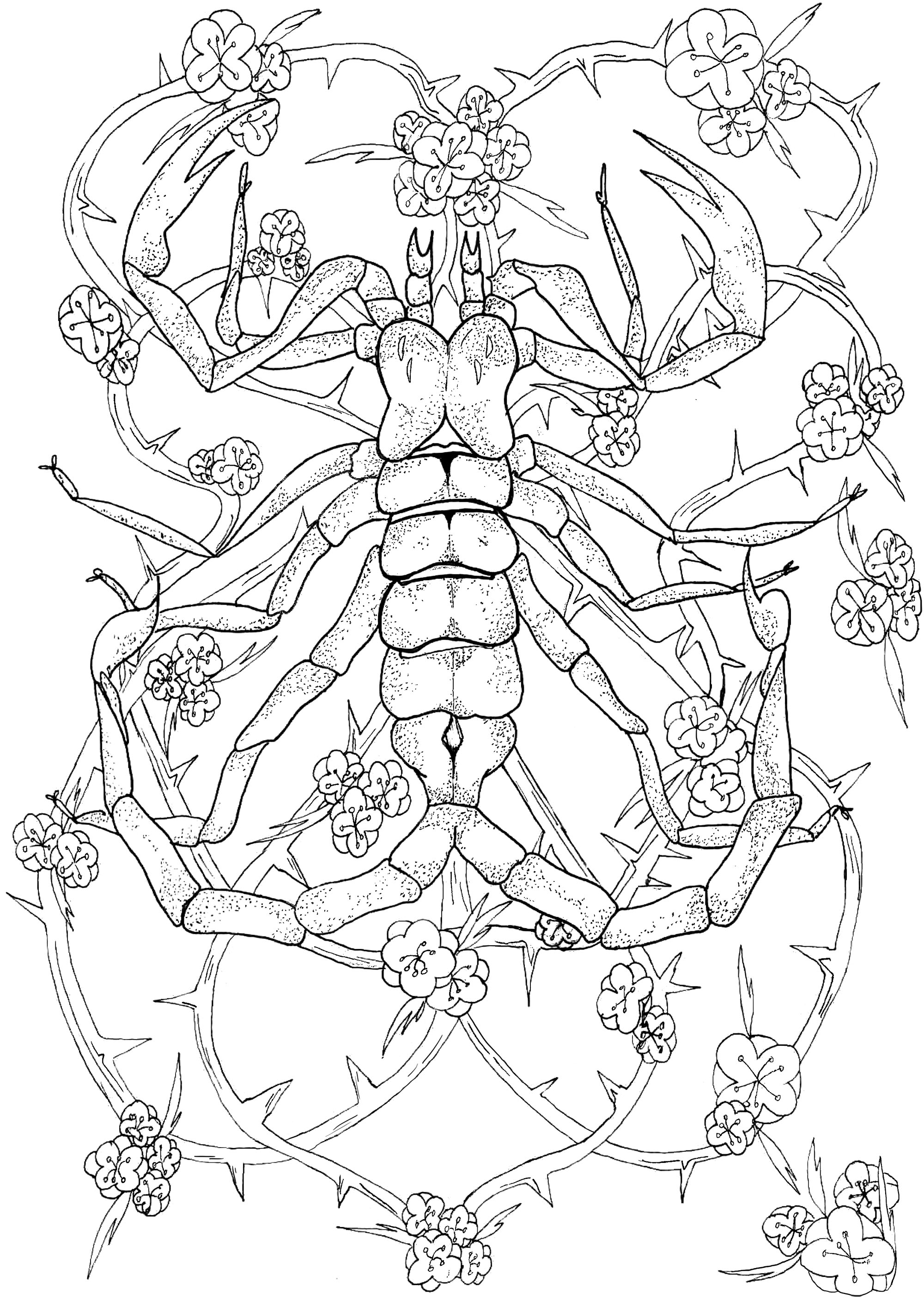 Scorpion - Other animals Adult Coloring Pages