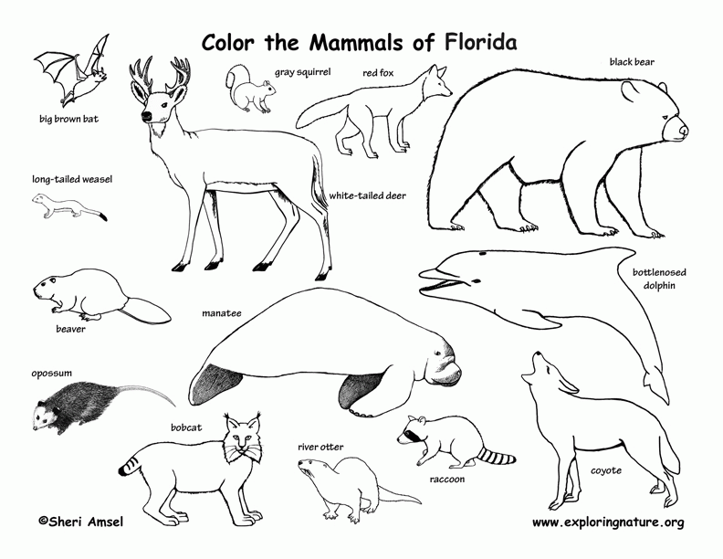 7 Pics of Florida Animals Coloring Pages - Florida Coloring Page ...