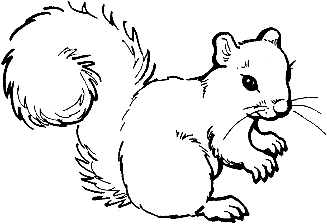 Kids-n-fun.com | 13 coloring pages of Squirrel