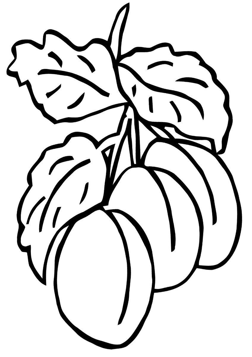 Plum coloring pages | Coloring pages to download and print