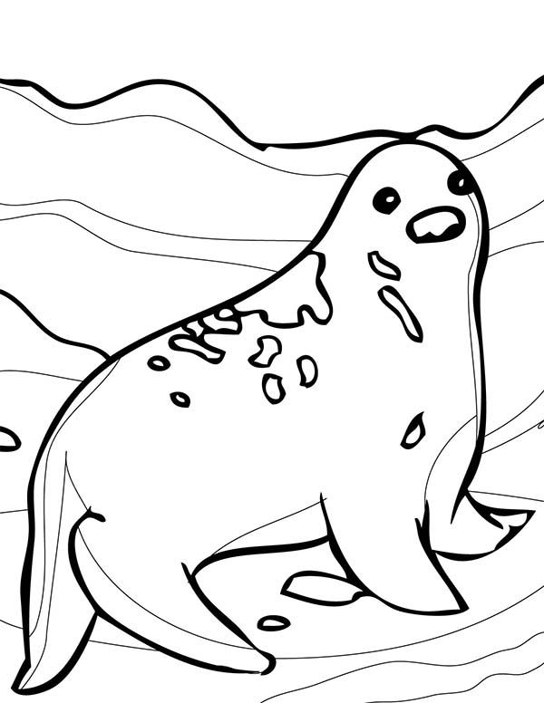 Awesome Arctic Animals Seal Coloring Page: Awesome Arctic Animals ...