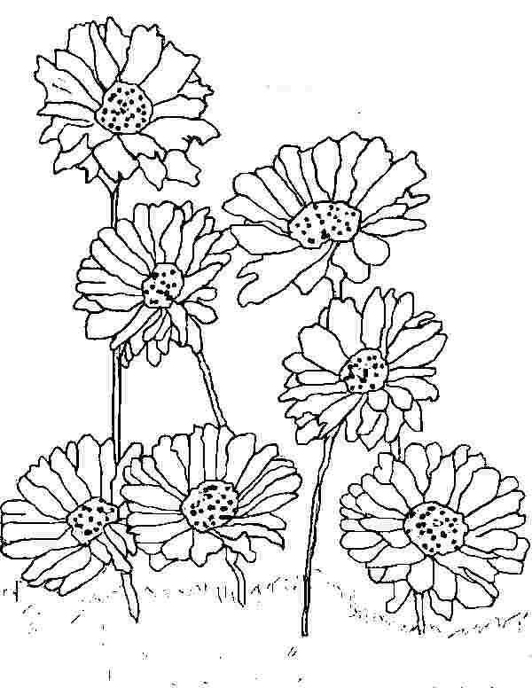 coloring pages daisy flowers daisy coloring pages 15 customizable ...
