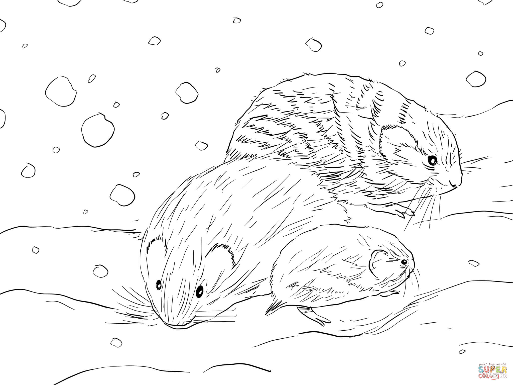 Northern Collared Lemming coloring page | Free Printable Coloring Pages