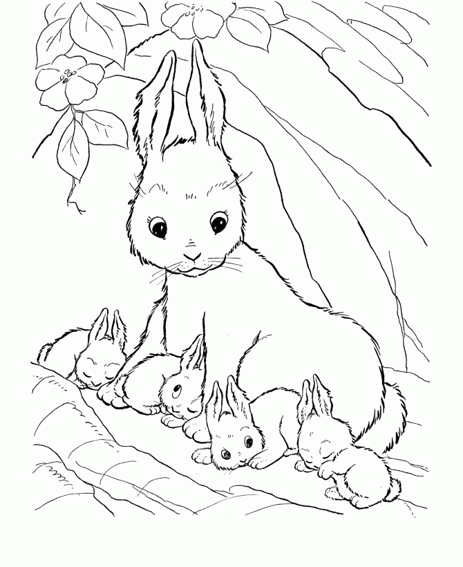 Rabbit Coloring Pages Pictures - Whitesbelfast.com