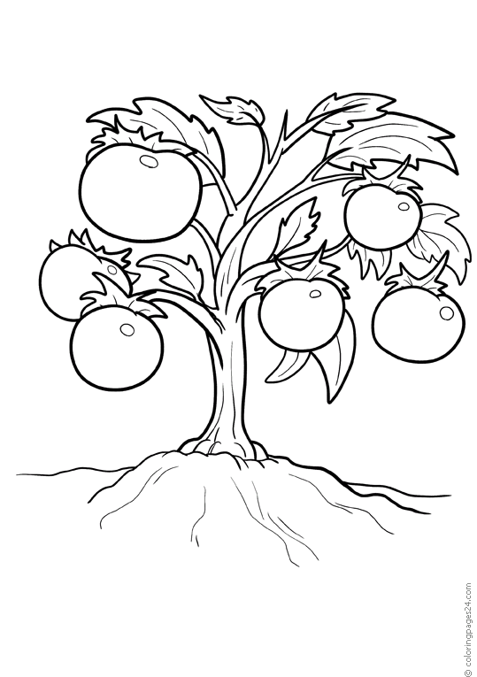 A plant with tomatoes | Coloring Pages 24