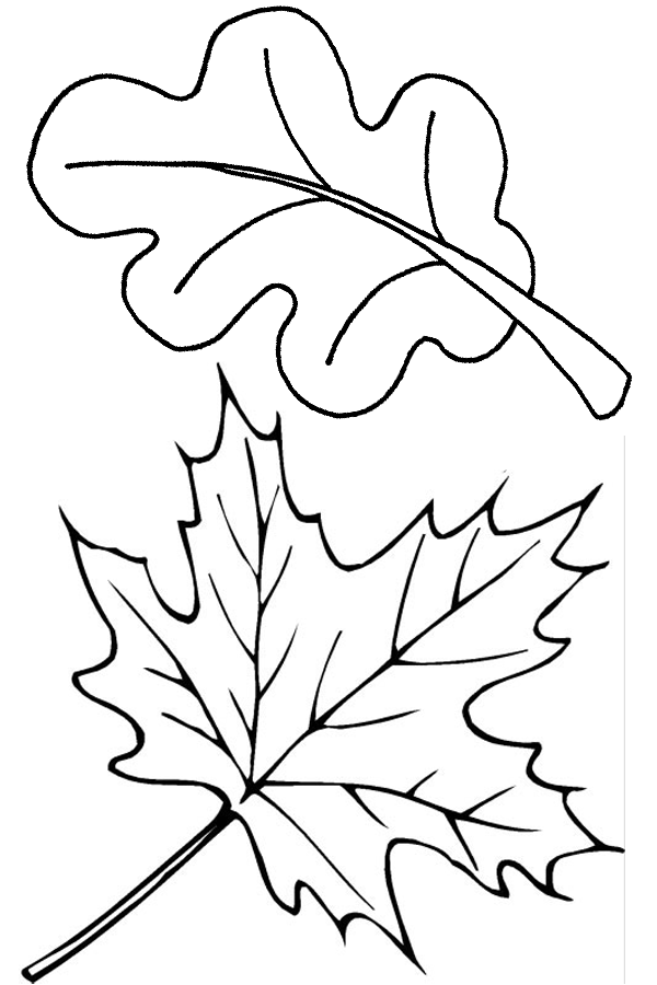 Sycamore Leaf Outline