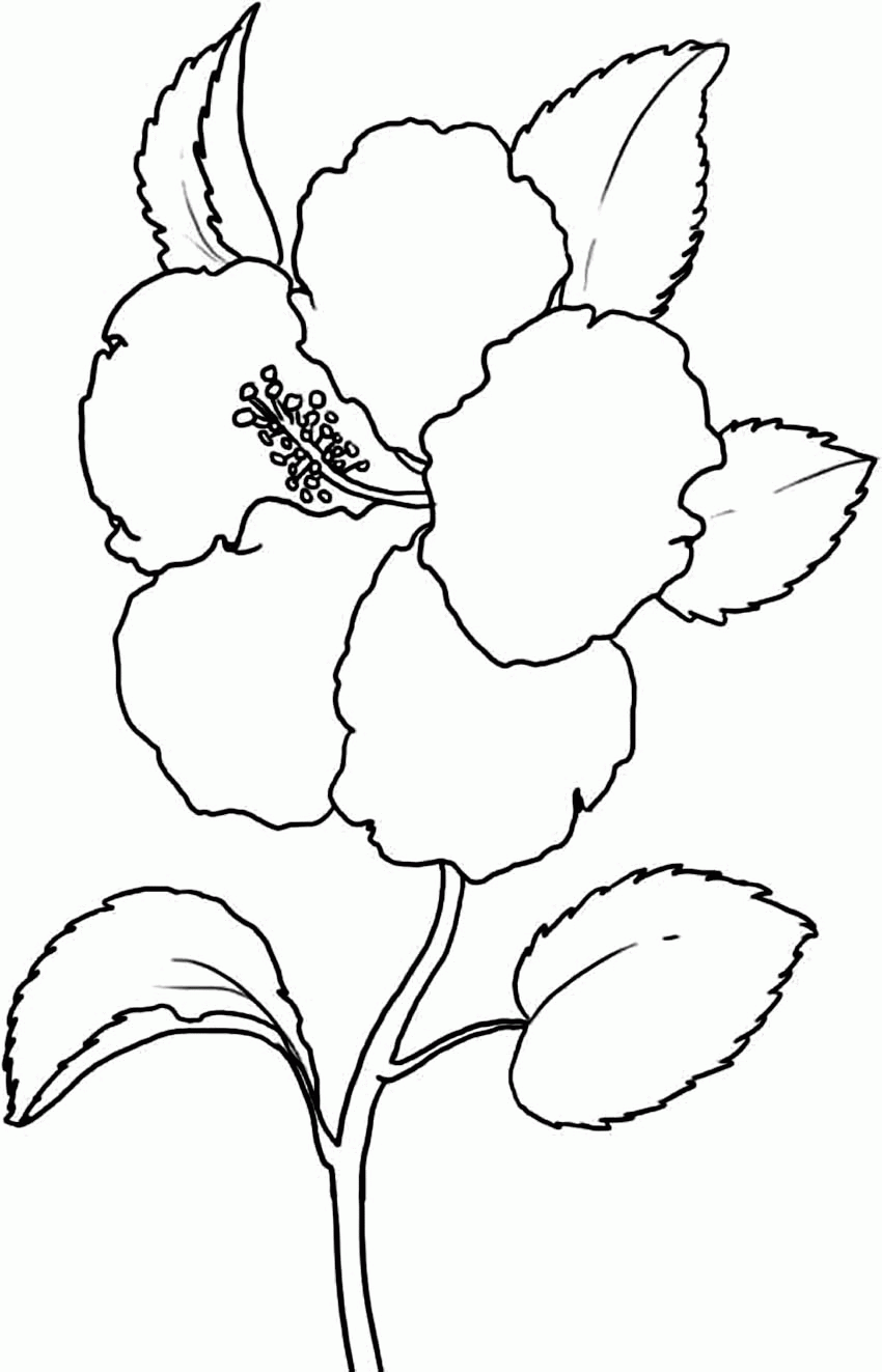 Hibiscus Flower Coloring Page - Coloring Pages for Kids and for Adults