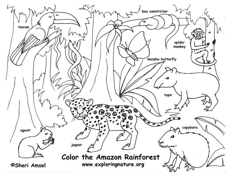 rainforest animals coloring pages | Only Coloring Pages