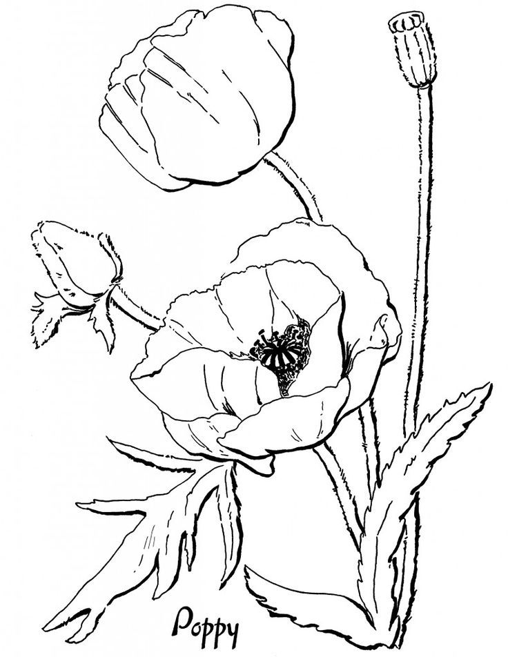 remembrance poppy colouring sheet