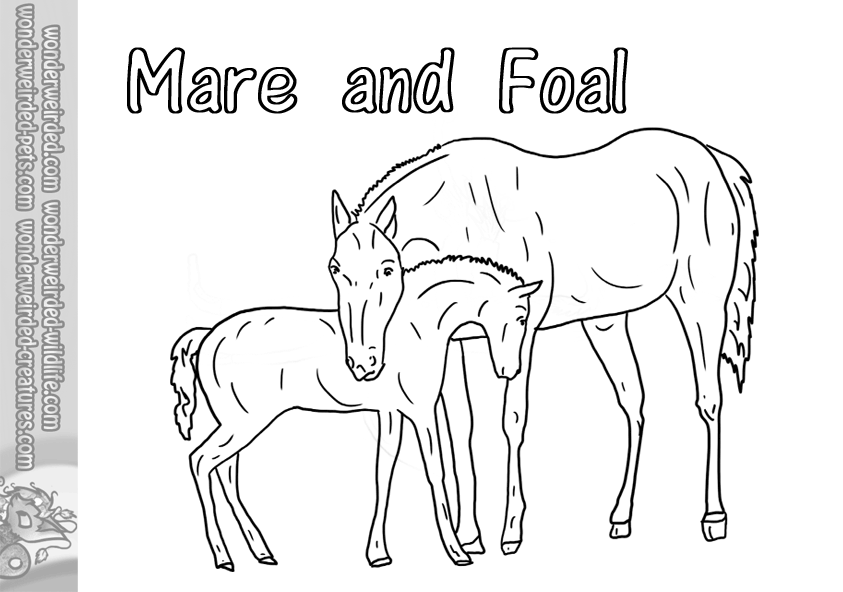 Free Horse Coloring Pages, Echo's Horse Coloring Book Page Collection