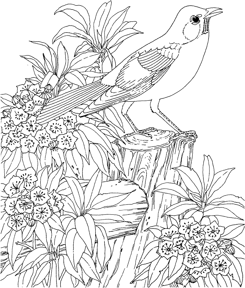 Hard Pictures To Color - Coloring Pages for Kids and for Adults
