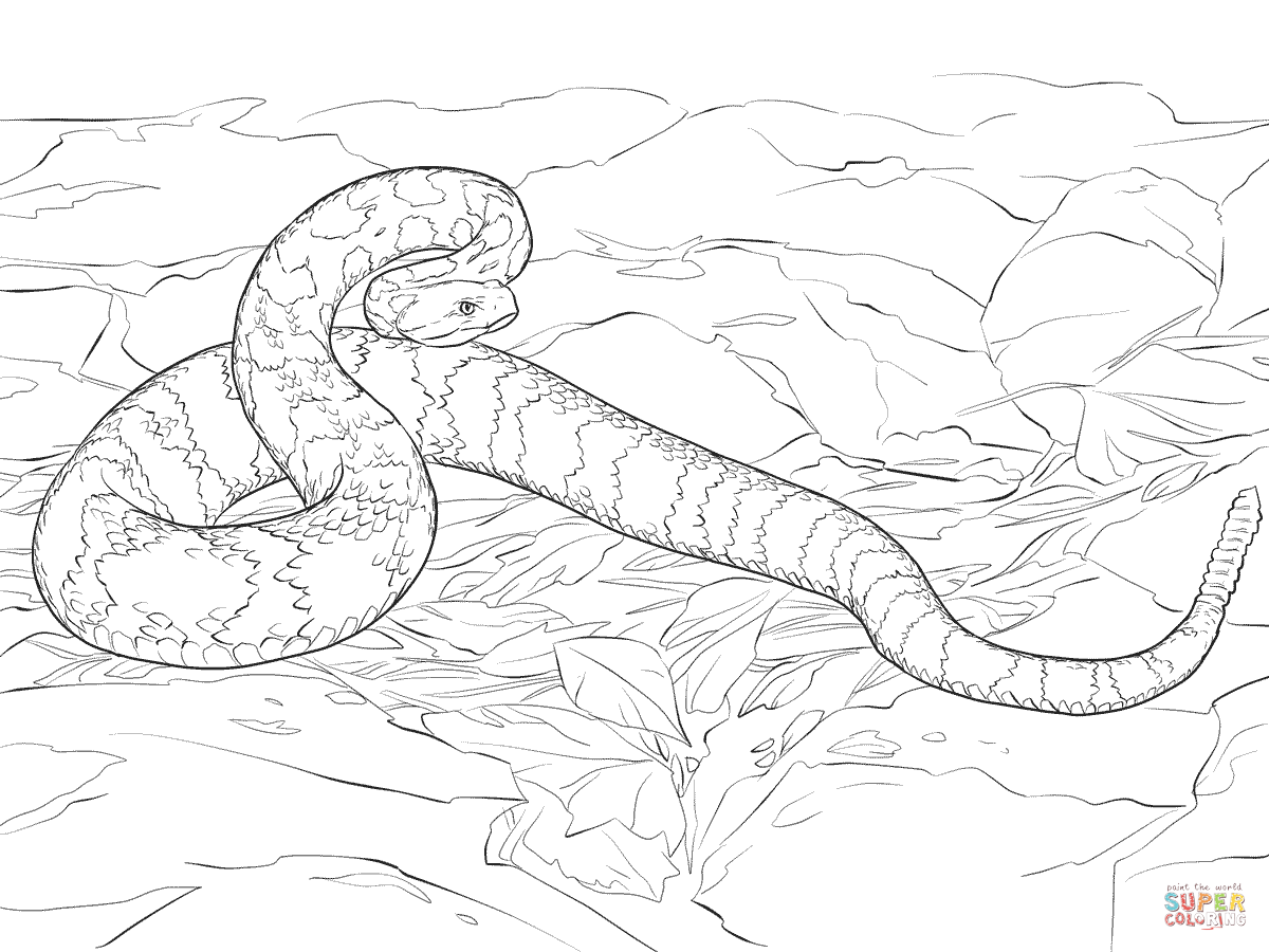 Timber Rattlesnake coloring page | Free Printable Coloring Pages