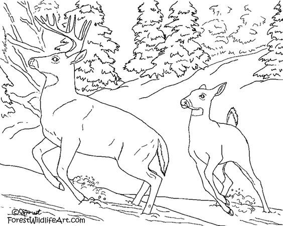 Coloring pages, Coloring and For kids
