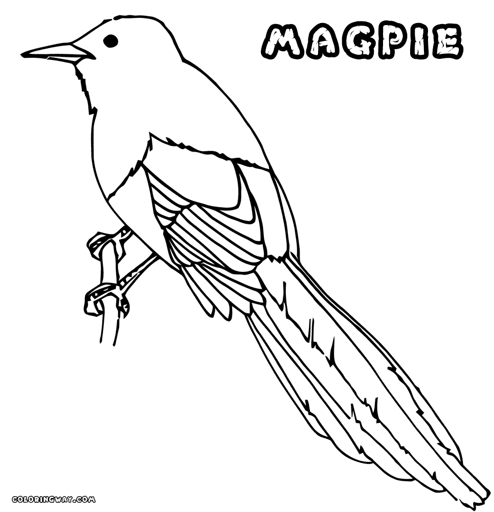 Magpie coloring pages | Coloring pages to download and print