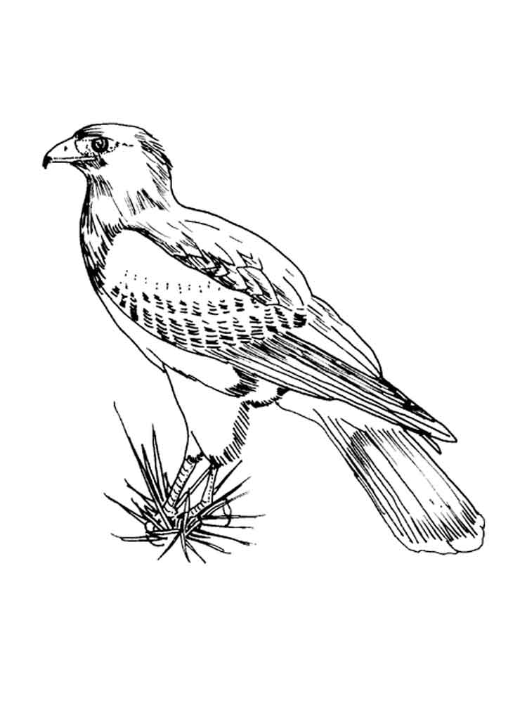 Falcons coloring pages. Download and print Falcons coloring pages